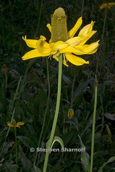 rudbeckia californica var californica 8 graphic